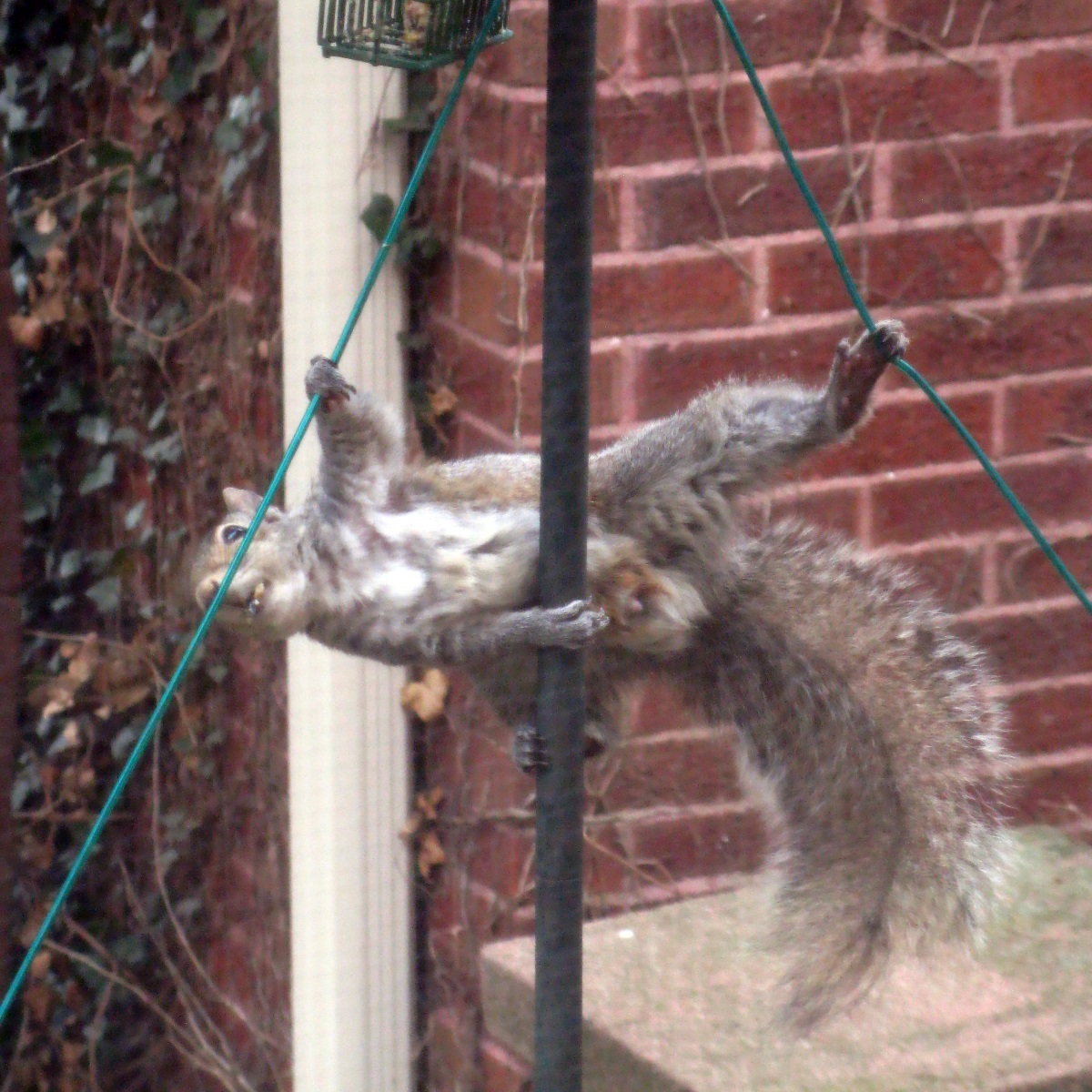Squirrel attempting to defeat my feeder